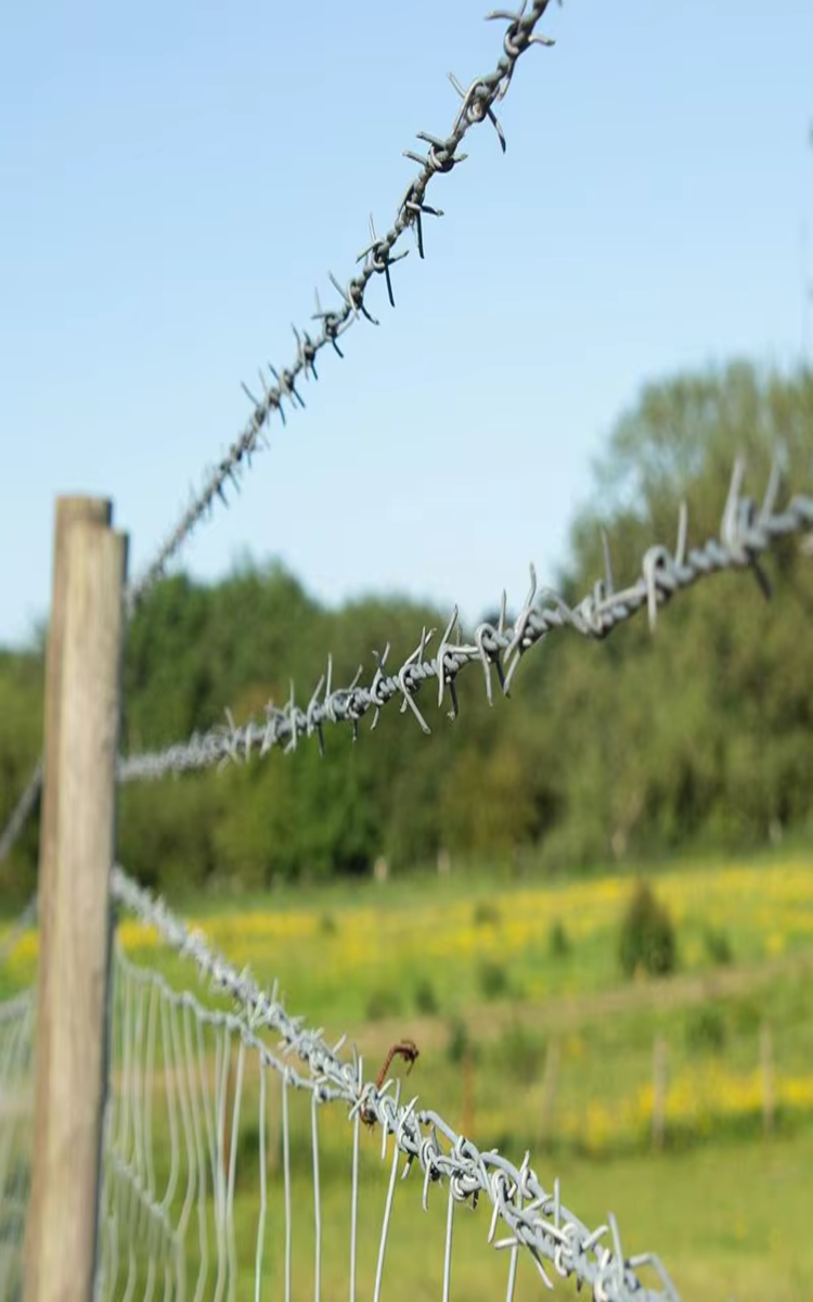 Barbed Wire1