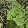 Hexagonal Wire mesh